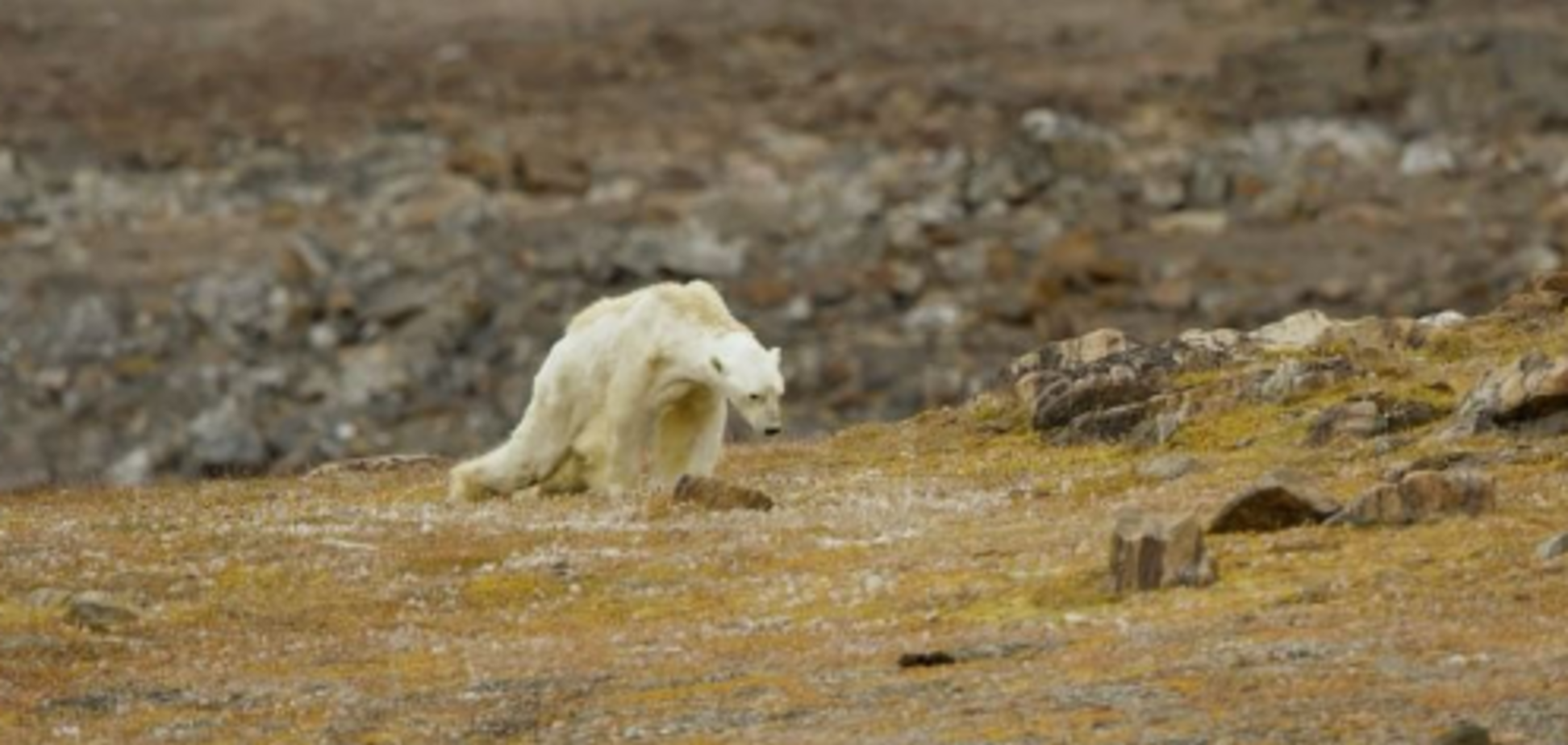'Ми всі за це відповідаємо': світ потрясло відео з білим ведмедем, що вмирає з голоду