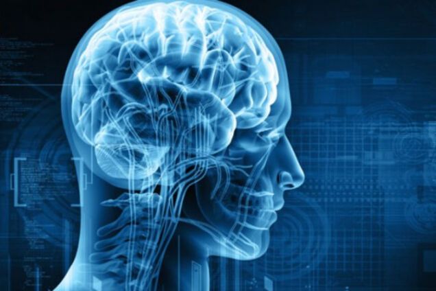 Человеческий мозг