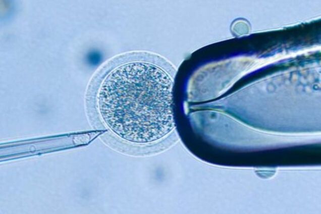 генетика, клонирование