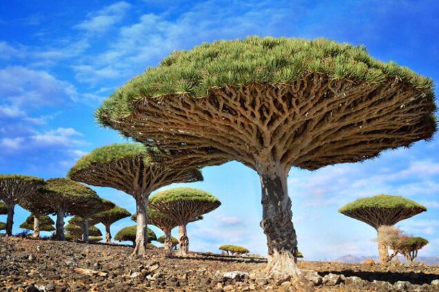 Остров Сокотра