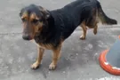 собака