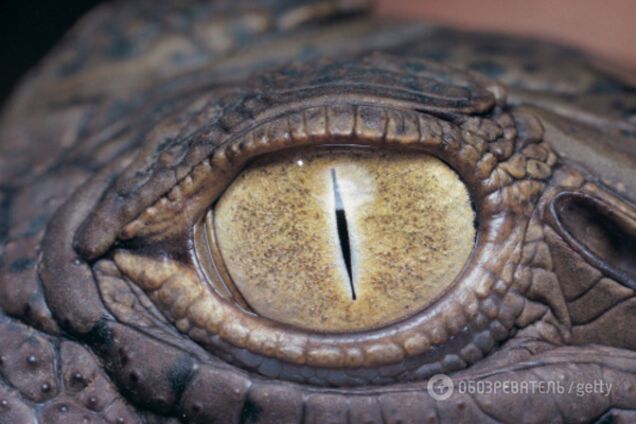 глаз крокодила