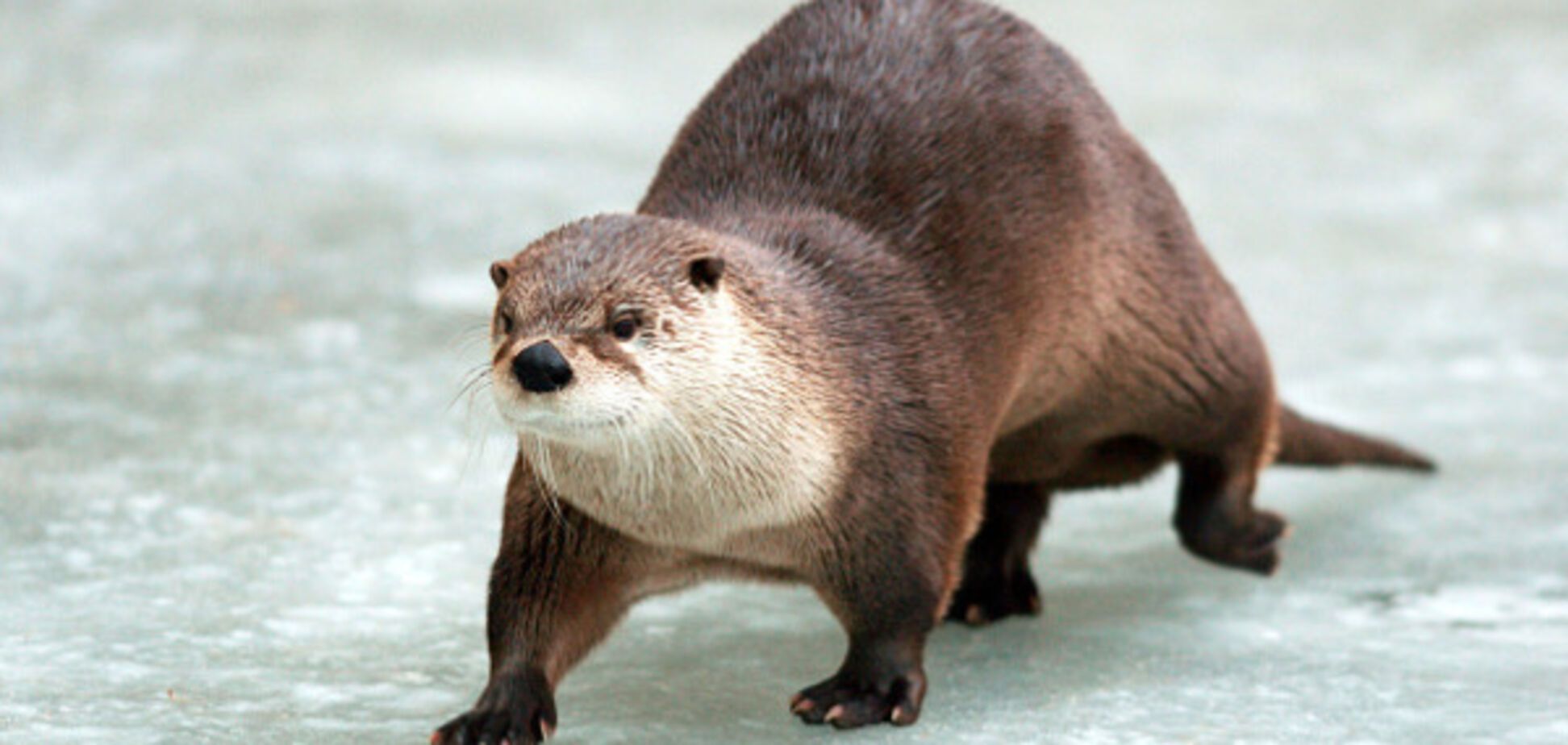 речная выдра