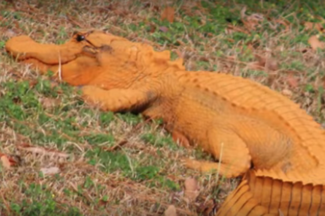 Рыжий аллигатор