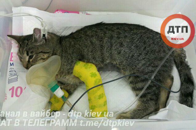 Кошка выжила