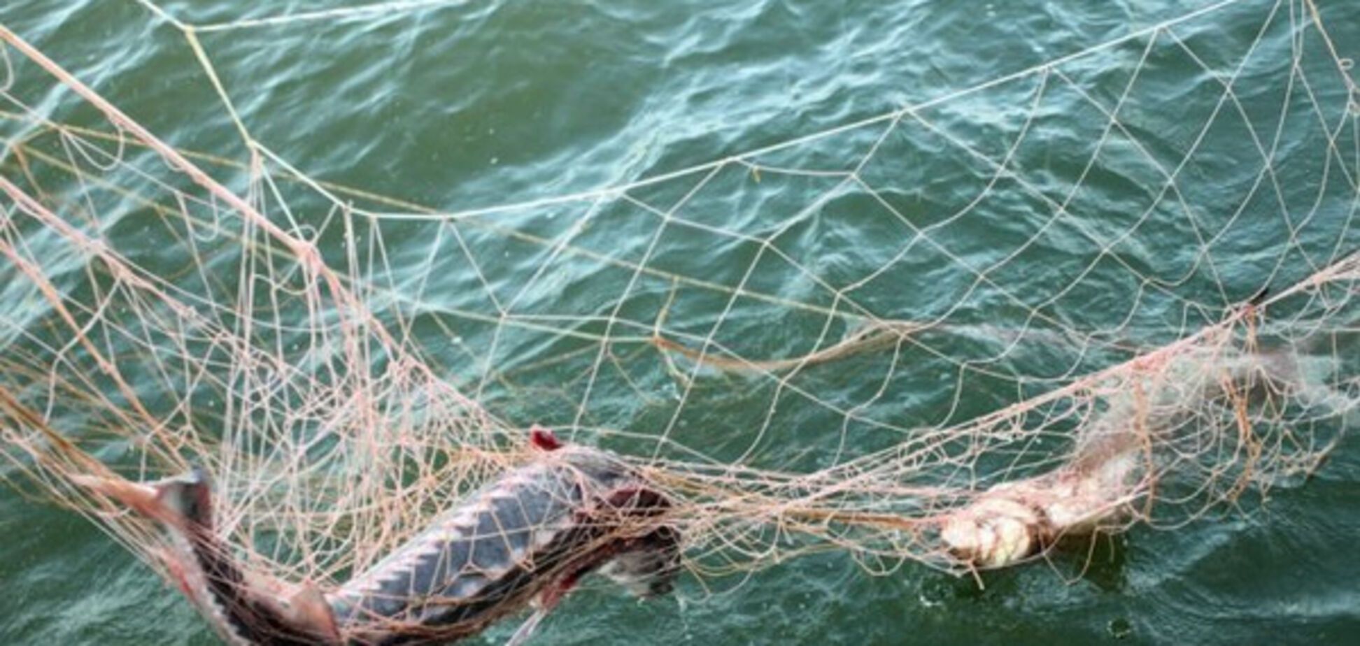 Браконьеры Запорожской области наловили 'золотой рыбки' на миллион