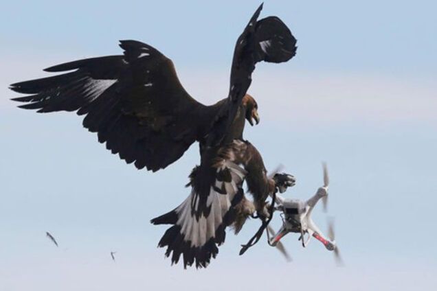 орел ловит дрона