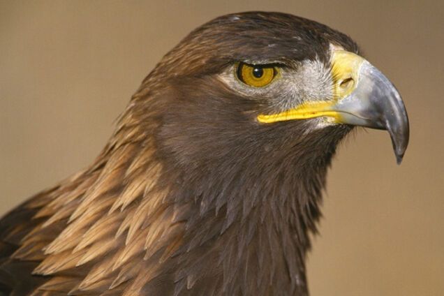 Орел, птица