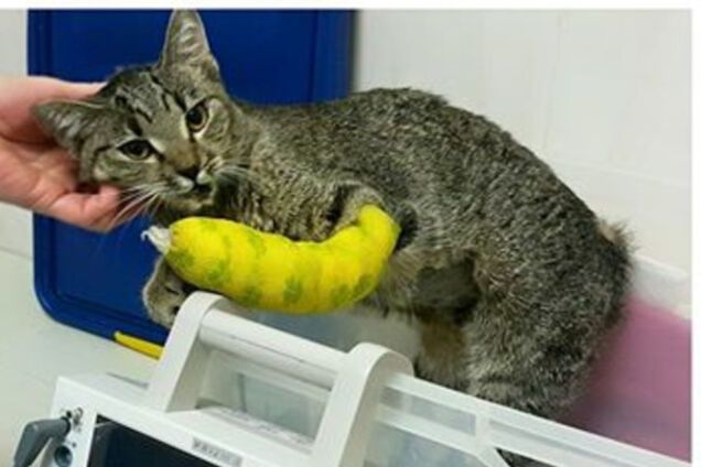 Выжившая на Позняках кошка