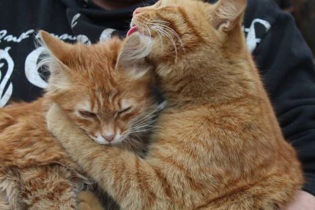 Коты в зоне АТО