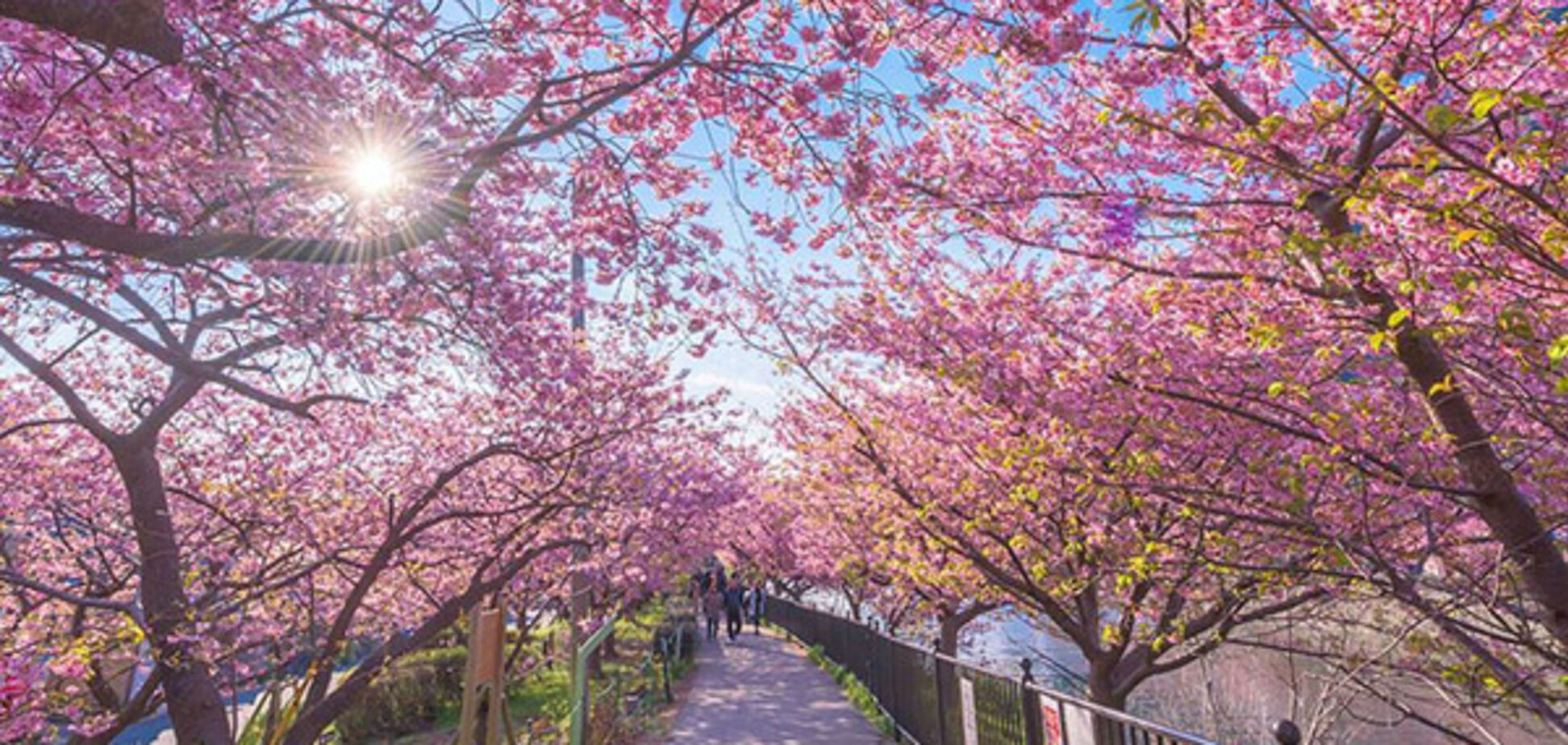 сакура в японии