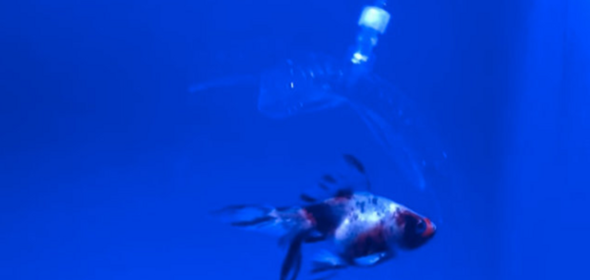 робот охотится на рыбу