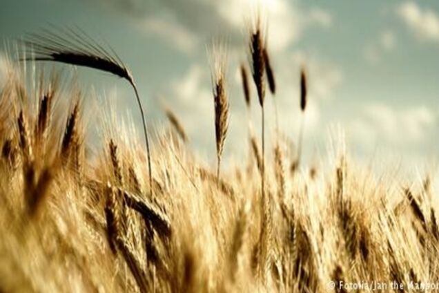 Конституційний суд перевірить конституційність заборони продажу земель