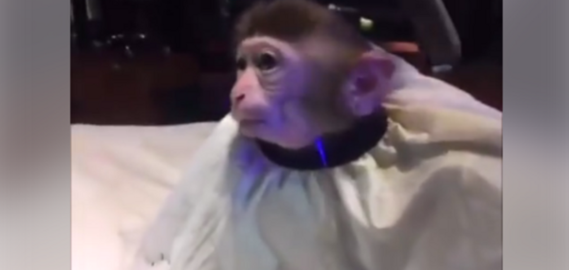 мавпочку підстригають