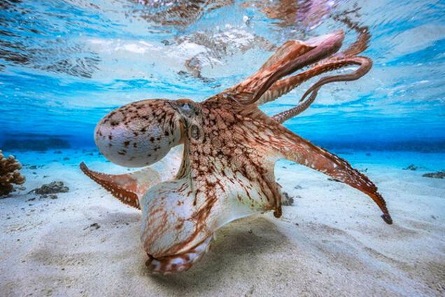 \'Танцующий осьминог\'