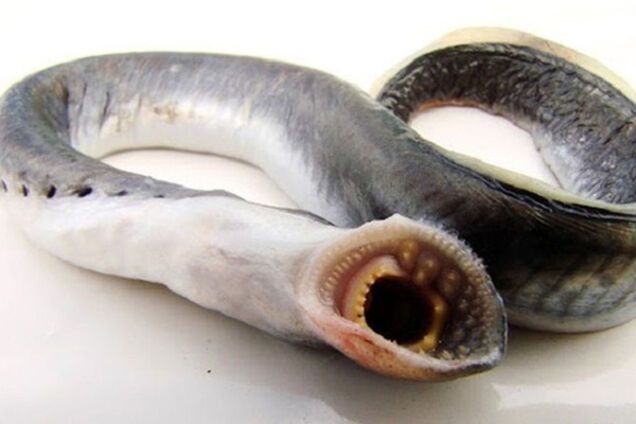 украинская минога