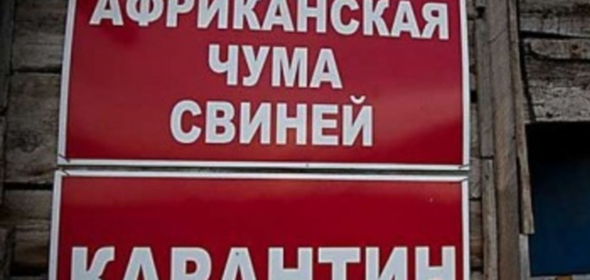 В Запорожье пришла африканская чума свиней