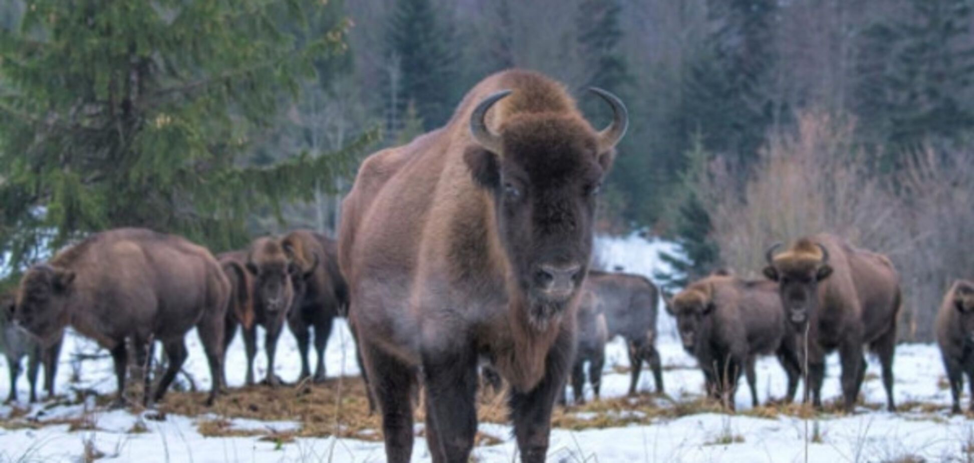 долина зубрів карпати