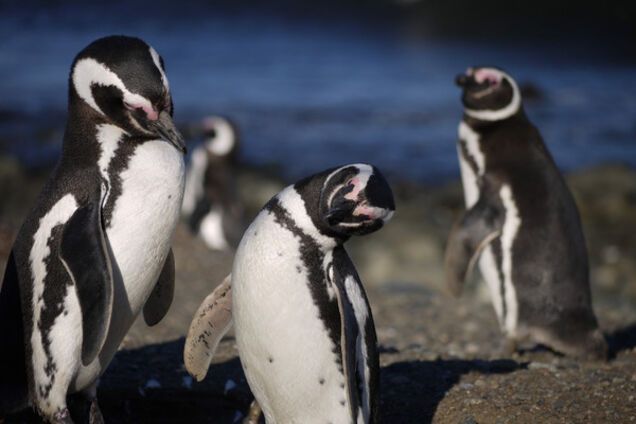 Магеллановые пингвины