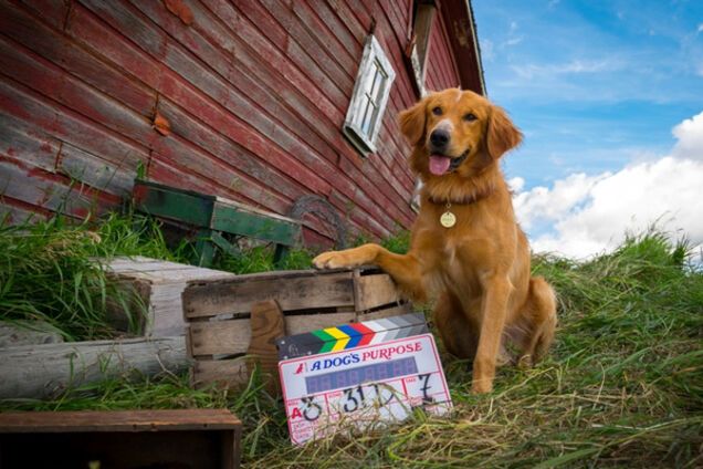 Життя i мета собаки