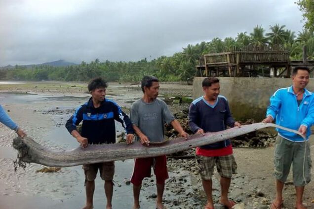 Сельдяной король, Филиппины