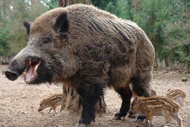 Кабан, животные