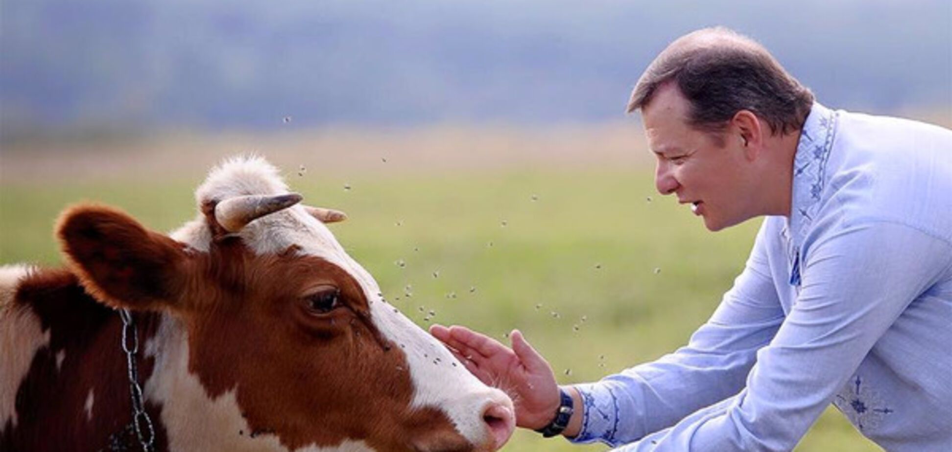 Олег Ляшко з коровою