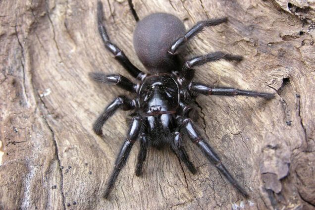 Паук породы Hexathelidae