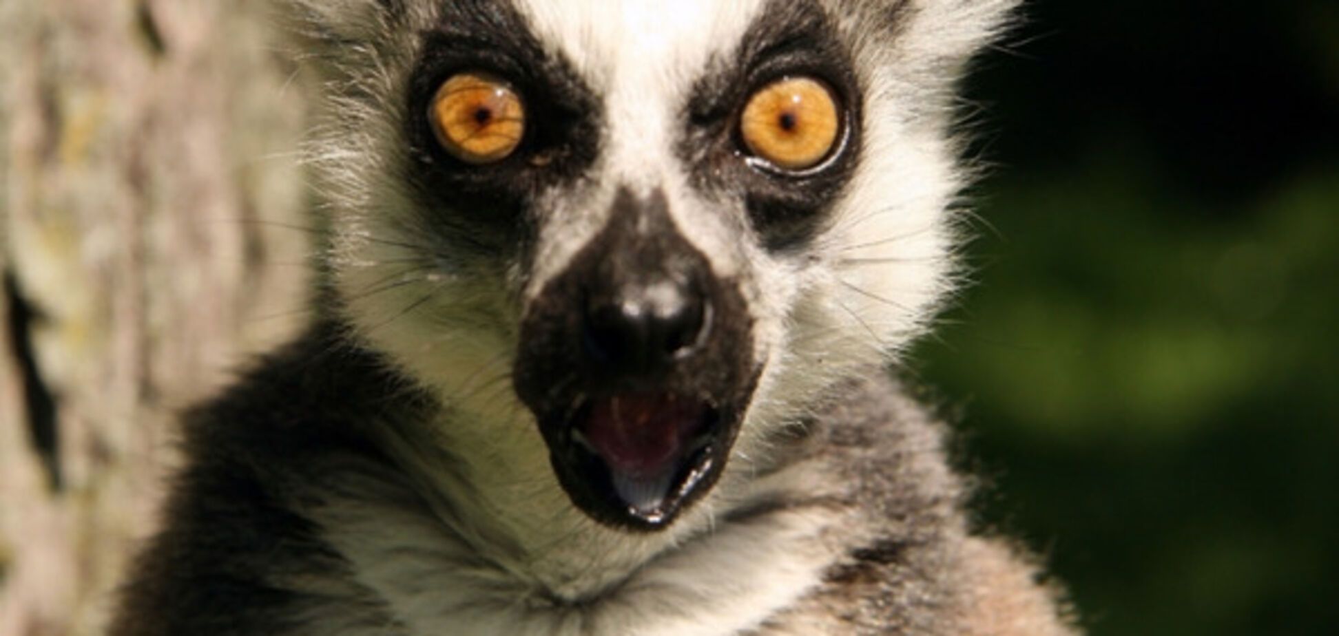 удивленное животное