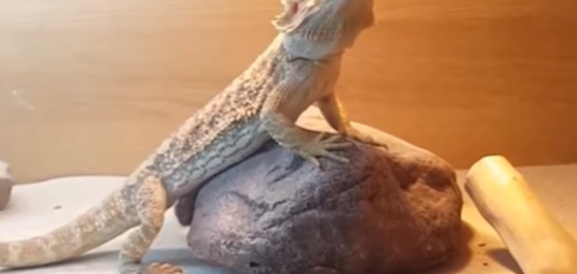 ящерица машет лапой