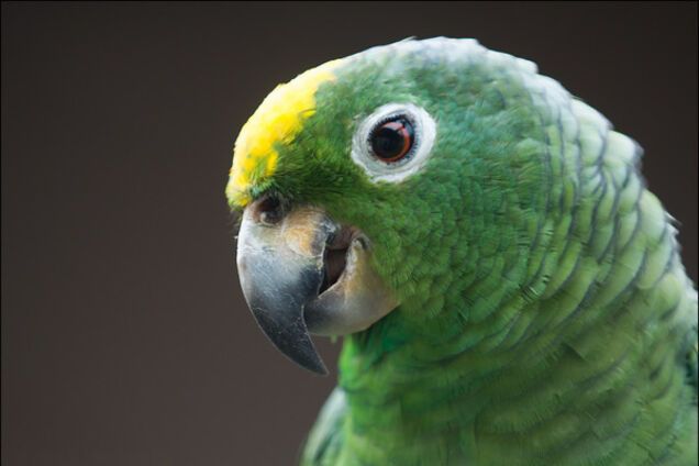 зелений папуга