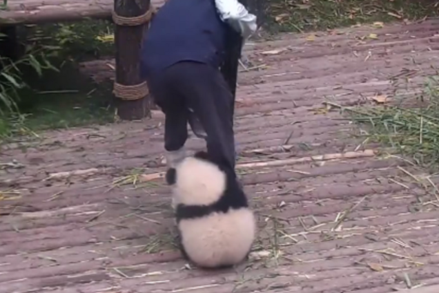 Панда, Китай