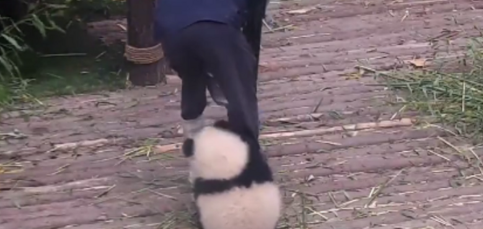 Панда, Китай