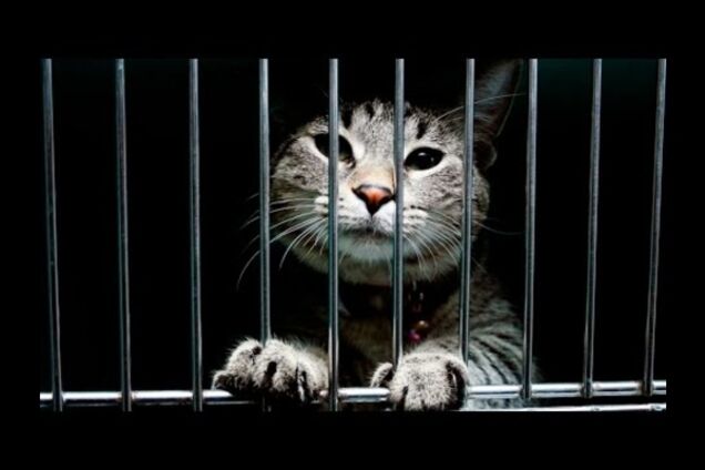 9 невероятных преступлений, совершенных животными