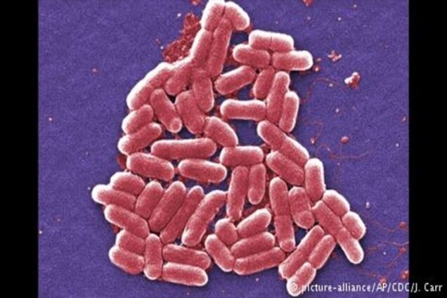 ВООЗ визначила 12 найнебезпечніших бактерій