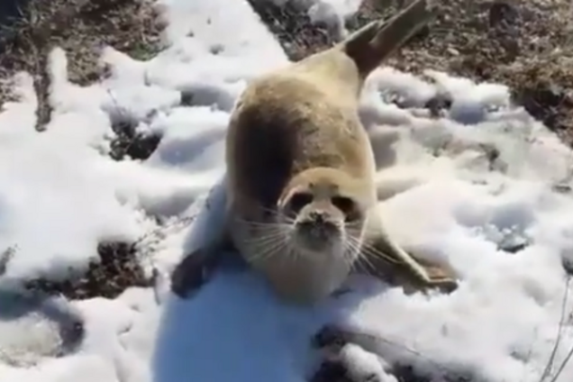 Нерпа, тюлень