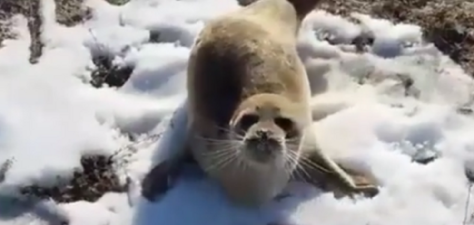 Нерпа, тюлень