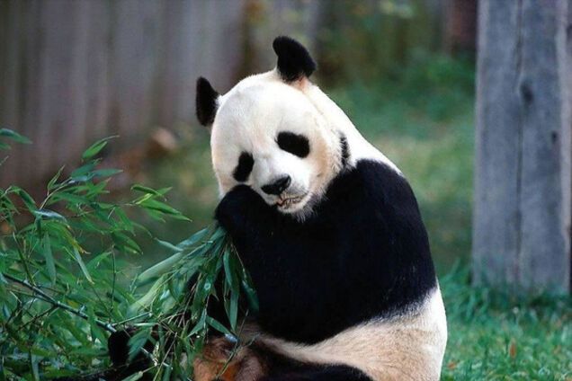 Панда