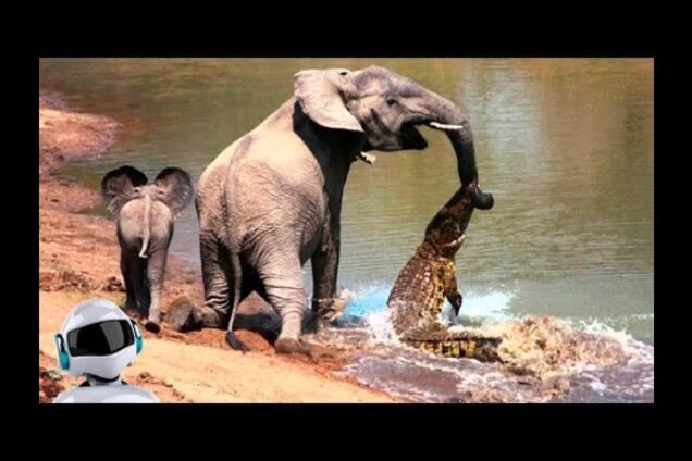 10 шокирующих битв животных, снятых на камеру