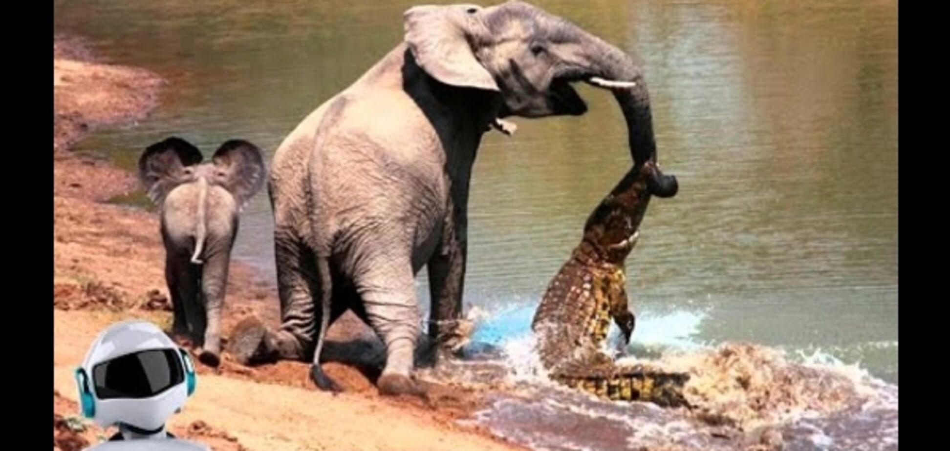 10 шокирующих битв животных, снятых на камеру