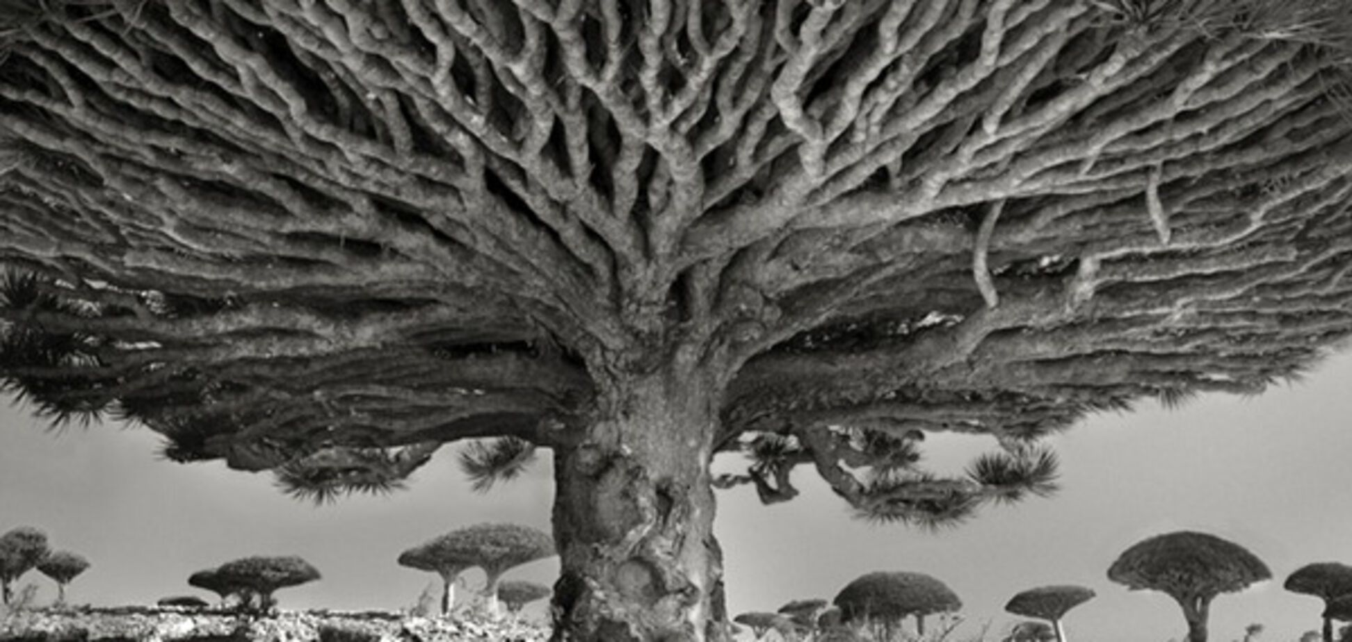 Драцена, дерево