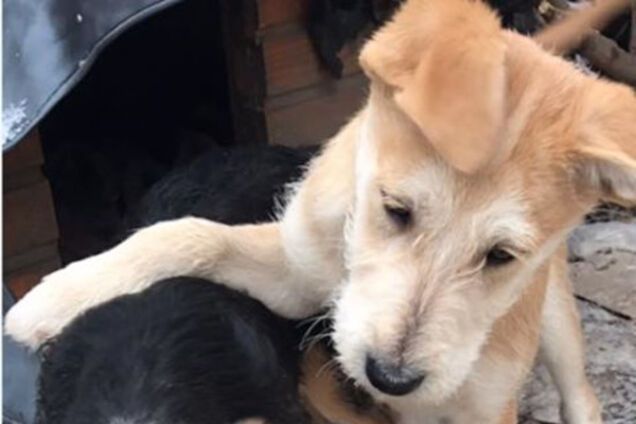 Щенки ищут хозяев