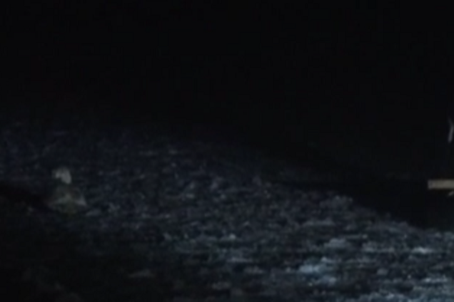 Спасение лебедя