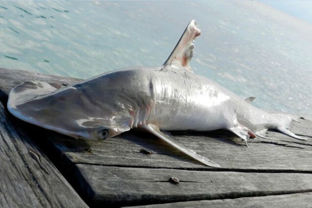 новый вид акулы-молота