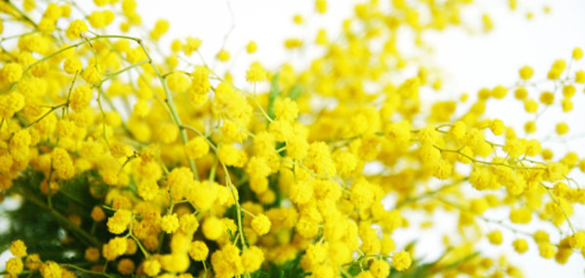 мімоза 8 березня