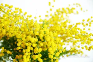 мімоза 8 березня