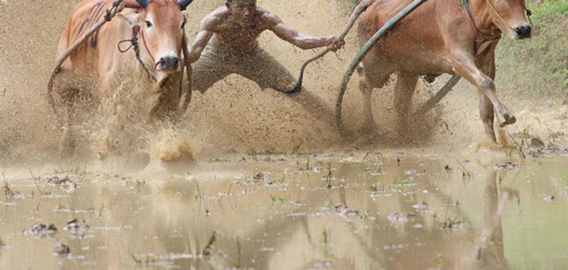 Забеги на быках, гонки