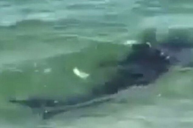 тупорылая акула в Сиднее