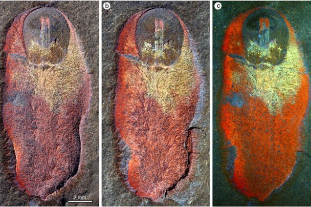 В Марокко обнаружено древнее существо возрастом 480 млн лет: опубликовано фото
