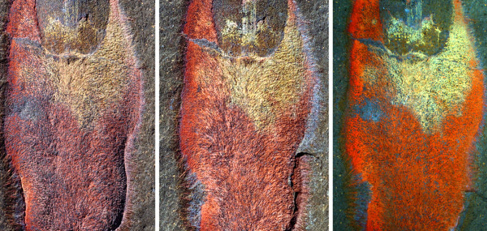 В Марокко обнаружено древнее существо возрастом 480 млн лет: опубликовано фото